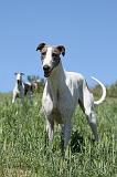 GREYHOUND 019